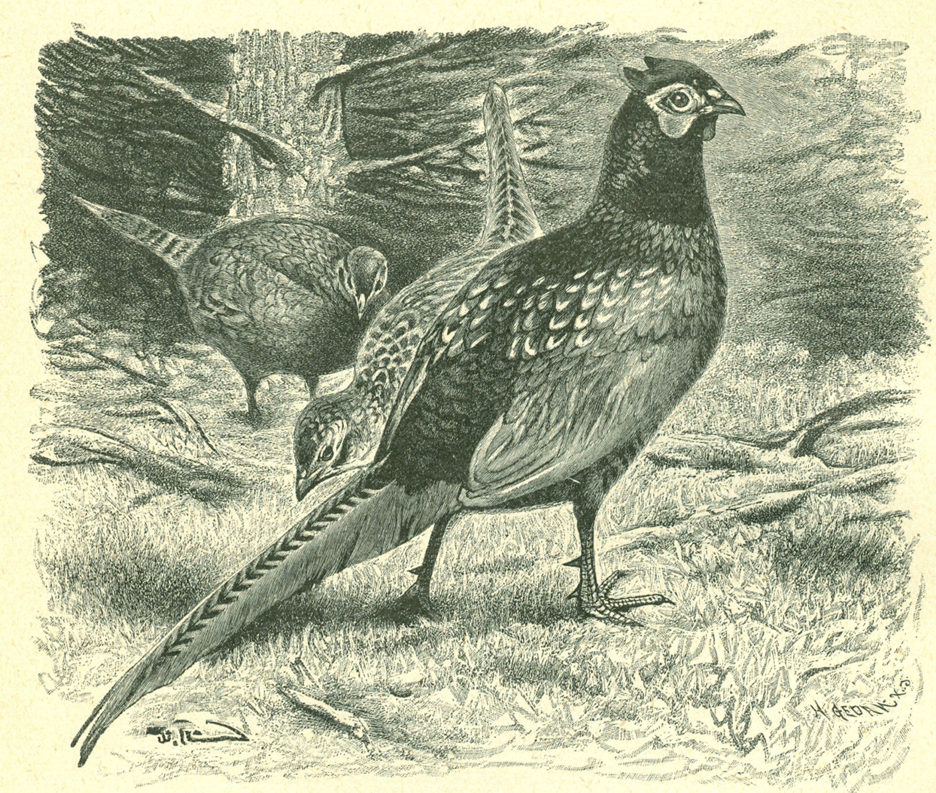 Pheasantry