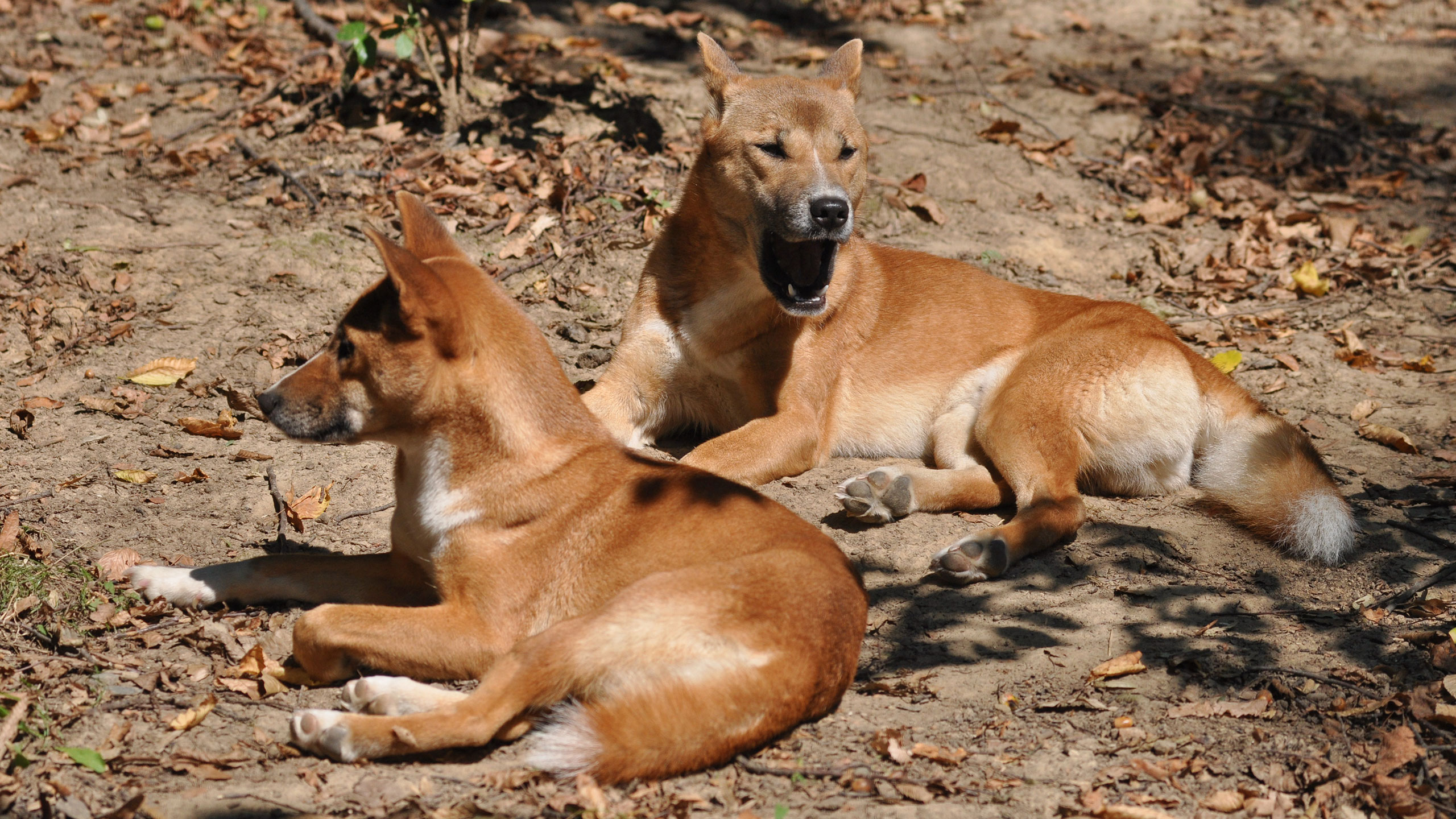 Dingo novoguinejský