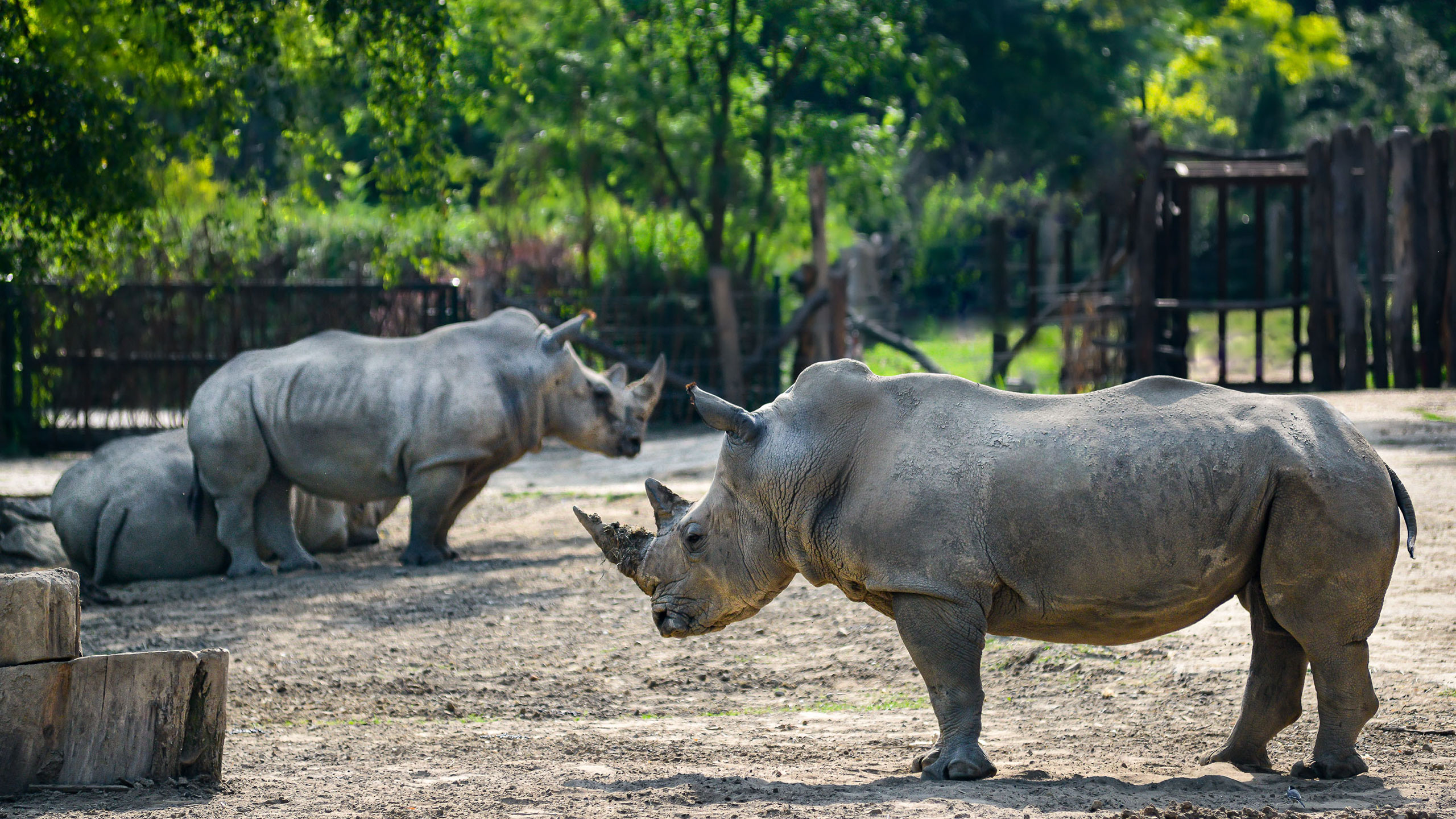 Stěhování nosorožců