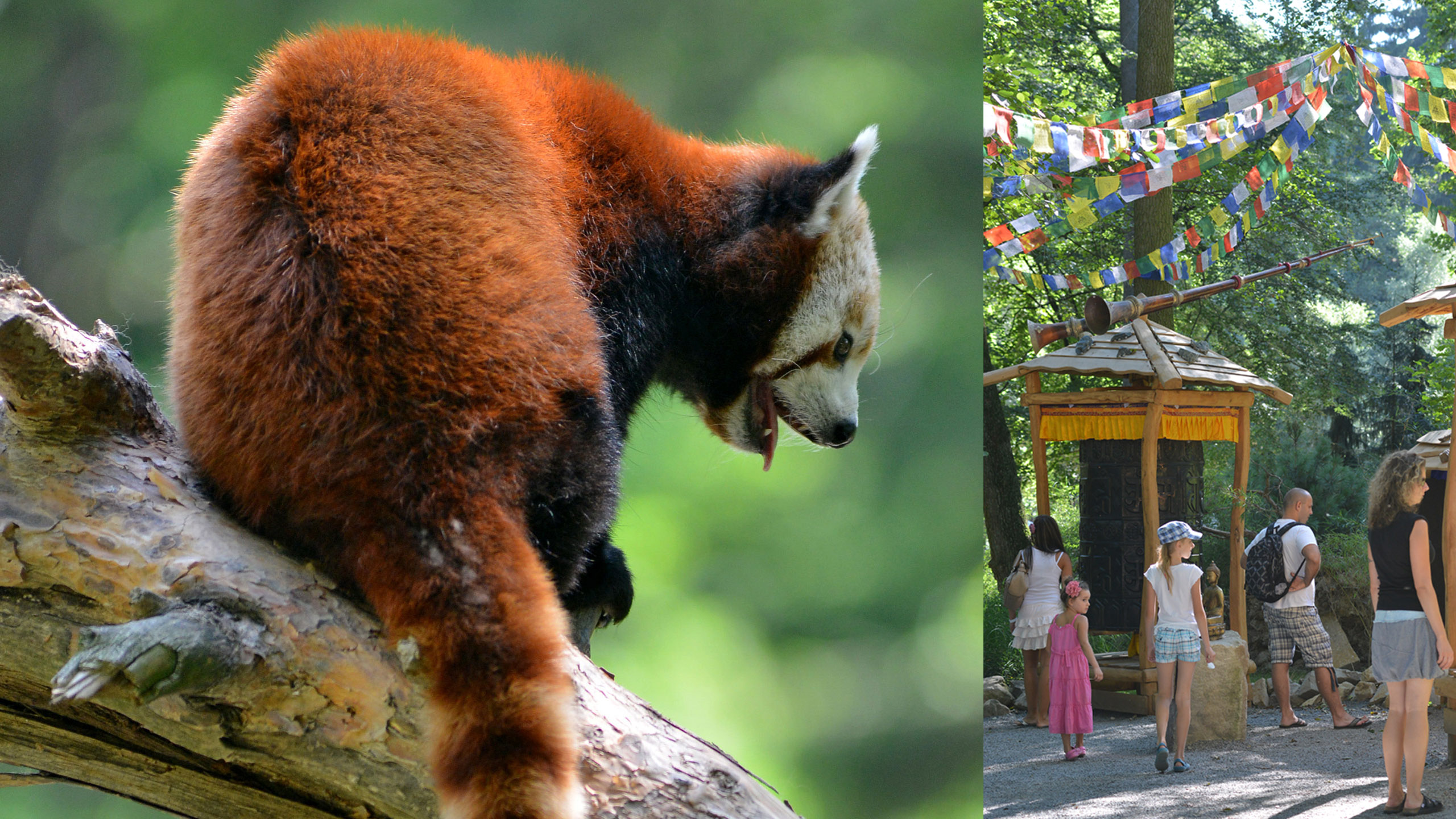 Red panda enclosure